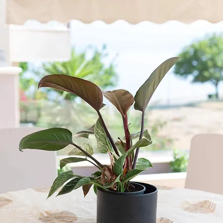 Σπίτι διακοπών La Casa Rosa Seaside Getaway Μαραθιάς